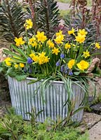 A metal tub planted in winter with  Narcissus 'Tete a Tete', Muscari  armeniacum 'Artist', primula and variegated periwinkle.