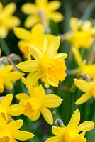 Narcissus 'Tete-a-Tete', miniature daffodil, bulb, March.