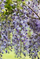 Wisteria x formosa, a climber with pendant clusters of fragrant pea-like flowers with white and yellow markings.