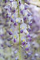 Wisteria x formosa, a climber with pendant clusters of fragrant pea-like flowers with white and yellow markings.