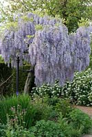 Wisteria sinensis trained into a standard, tree form.