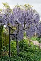 Wisteria sinensis trained into a standard, tree form.