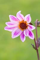 Dahlia 'Bishop of Leicester'