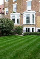Lawn after first cut in small urban garden in West London one month after laying