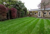 Lawn after first cut in small urban garden in West London one month after laying