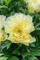 Paeonia 'Yellow Crown', a midseason Itoh Hybrid Peony, with semi-double, yellow flowers. Flowers May.