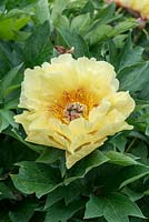 Paeonia 'Garden Treasure', an Itoh hybrid, fragrant peony with primrose yellow, semi-double flowers that are 20cm across. The petals form a ruff around a ring of golden stamens. Flowering in June