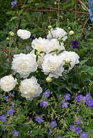 Paeonia lactiflora 'Duchesse de Nemours', a white herbaceous peony supported by a woven willow frame, flowering in June. '