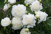 Paeonia lactiflora 'Duchesse de Nemours', a white herbaceous peony supported by a woven willow frame, flowering in June.