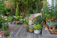 Side view of raised summer deck with pots of cosmos, sweet peas, fuchsias, thunbergia, roses, salvias, cornflowers, sunflowers, leucanthemum, marigolds, tomato, apple and herbs. Behind, screen of black bamboo.
