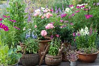 Patio roses 'Pink Tiara' and 'Violet Cloud' thrive in pots amongst cosmos, salvia, pinks, lythrum and snapdragons. Behind, veil of purple Verbena bonariensis and veronicastrum.