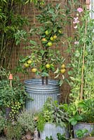 On raised deck, old galvanised dustbin planted with Coronet miniature apple tree. 'James Grieve' apple with 'Elstar'.