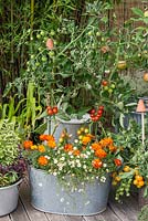Planted in old galvanised wash tub, cherry tomato Supersweet 100, above white erigeron and French marigolds, an organic pest deterrent.