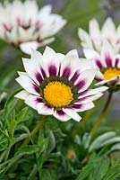 Gazania 'Daybreak Tiger Stripe Mix', treasure flower, treasure flower, a half hardy annual with striped flowers from June until autumn.