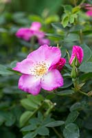 Rosa 'Violet Cloud', a small patio rose that blooms continuously bearing small, pinkish single flowers.