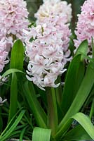 Hyacinthus orientalis 'Apricot Passion'. A very fragrant, early flowering hyacinth, in March.