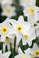 Narcissus 'Lieke', jonquil daffodil, grows two or three dainty flowers per stem from April