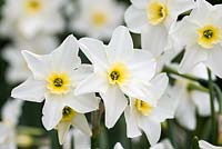 Narcissus 'Lieke', jonquil daffodil, grows two or three dainty flowers per stem from April