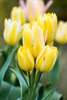 Tulipa 'Antoinette', an unusual multi headed tulip which opens yellow and increasingly blushes with age. Late flowering from April.