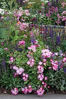 The Harrods British Eccentics Garden, RHS Chelsea Flower Show. Rosa 'Ballerina' planted in a perennial border. Designer: Diarmuid Gavin. Sponsor: Harrods.