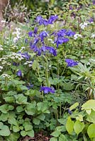 The M and G Garden. Aquilegia vulgaris, Columbine, a perennial flowering from May. Designer: Cleve West. RHS Chelsea Flower Show 2016