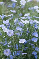 Linum perenne, linseed or flax, has seeds that are both a food and medicinal. Blue flowers from May. RHS Chelsea Flower Show 2016