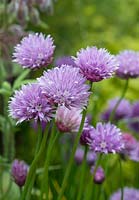 Allium schoenoprasum, pink chives, are a magnet to bees, flowering from late spring.