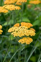 Achillea 'Terracotta',  a tall yarrow with flat sprays of deep yellow flowers which fade to cream.
