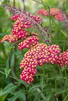 Achillea millefolium 'Paprika', Short and stocky yarrow with deep cherry red, yellow-eyed flowers packed in broad flat heads.