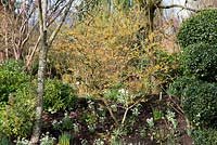 Hamamelis x intermedia 'Barmstedt Gold', a  deciduous shrub, which produces fragrant golden yellow flowers in winter