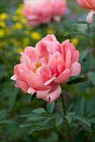 Paeonia 'Coral Charm' , a hybrid peony, with salmon pink buds that open orange and fade towards yellow.