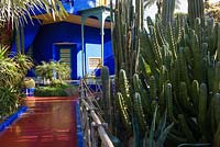 Cacti beside a path leading to the villa-studio in the Jardin Majorelle. Created by Jacques Majorelle and further developed by Yves Saint Laurent and Pierre Bergé, Marrakech, Morocco