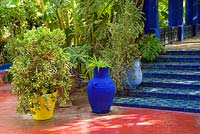 Tiled steps leading to a pergola in the Jardin Majorelle. Created by Jacques Majorelle and further developed by Yves Saint Laurent and Pierre BergÃ©, Marrakech, Morocco
