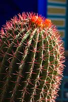 Ferocactus pilosus cactus outside the villa-studio at the Jardin Majorelle. Created by Jacques Majorelle and further developed by Yves Saint Laurent and Pierre Bergé, Marrakech, Morocco