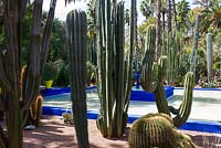 Cacti beside a pool in the Jardin Majorelle. Created by Jacques Majorelle and further developed by Yves Saint Laurent and Pierre Bergé, Marrakech, Morocco