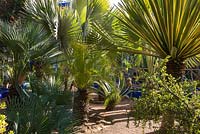 Palm trees in the Jardin Majorelle. Created by Jacques Majorelle and further developed by Yves Saint Laurent and Pierre Bergé, Marrakech, Morocco