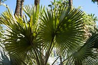 Trachycarpus - Palm trees in the Jardin Majorelle. Created by Jacques Majorelle and further developed by Yves Saint Laurent and Pierre Berge, Marrakech, Morocco