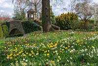 A colourful spring meadow of tulip and daffodil bulbs. Varieties include:  Tulipa 'Golden Apeldoorn', 'Blushing Apeldoorn', Apeldoorn Elite', 'Apeldoorn Pink Impression', 'Purissima' and 'El Nino'.