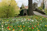 A colourful spring meadow of tulip and daffodil bulbs including:  Tulipa 'Golden Apeldoorn', 'Blushing Apeldoorn', Apeldoorn Elite', 'Apeldoorn Pink Impression', 'Purissima' and 'El Nino'.