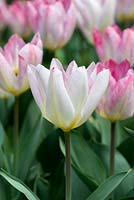Tulipa 'Flaming Purissima', a Fosteriana tulip, bulb, flowering in April and May.