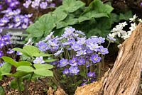 Hepatica americana, perennial with lobed evergreen foliage and flowers in pastel shades, from March until May.