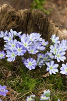 Hepatica noblis, evergreen perennial with striped petals, an unnamed Ashwood Hybrid.