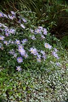 Felicia amelloides, Blue Marguerite daisy growing above Dichondra 'Silver Falls'