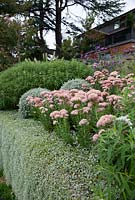 Mixed border showing  pink flowers of Sedum autumnale, and Dichondra 'Silver Falls' cascading down wall.