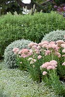 Mixed border with pink flowering Sedum autumnale, clipped Teucrium fruiticans, and in the foreground Dichondra 'Silver Falls'