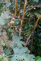 Plant supports - plant girdle with rust patina in an autumnal border