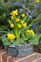 Narcissus Tete-a-Tete with primroses in a metal container.