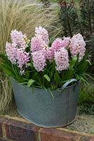 Hyacinthus orientalis 'Apricot Passion'. a very fragrant, early flowering hyacinth, in March.