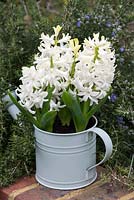 Hyacinthus orientalis 'White Pearl', a very fragrant, early flowering hyacinth, in March.