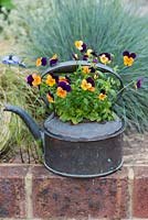 Old copper kettle planted with violas.